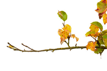 autumn twig or branch with less leaves isolated on white or transparent png