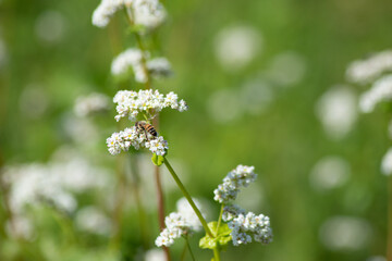 Abeille qui butine une fleur de sarrasin en Loire-Atlantique France