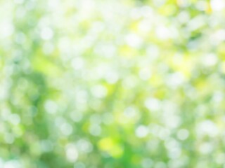 明るい木漏れ日と木々の葉の輝きが重なる様子。爽やかな光の風景。自然風景素材。