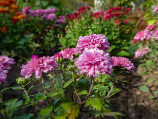 Vibrant Pink Chrysanthemums Blooming in Autumn Garden