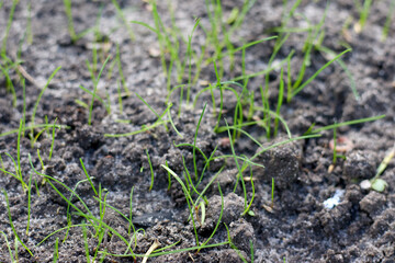 Close-up of slender green grass sprouts piercing through moist soil, representing growth, vitality, and the rejuvenating essence of spring in nature.