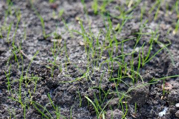 A close-up view of freshly germinated grass seeds in dark, moist soil, embodying the themes of...