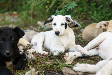 Cute stray dogs lying on ground outdoors, closeup. Homeless pet