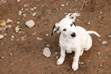 Fototapeta premium Cute stray dog outdoors, above view with space for text. Homeless pet