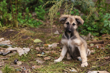 Cute stray dog in park, space for text. Homeless pet