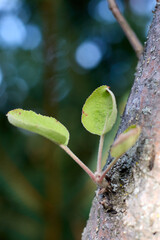 A close-up highlights new green leaves sprouting from a tree branch against a blurred backdrop, emphasizing nature's spring rebirth, fresh growth, and the beauty of new beginnings.