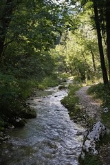 Obraz premium Stream flowing through lush forest