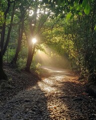 Obraz premium Sunbeams pierce a misty forest path