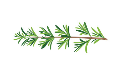 Green Rosemary Herb Branch Isolated on White Background for Botanical Illustration, Nature