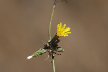 close up of chondrilla juncea flowers