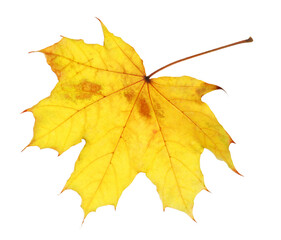 One maple leaf isolated on white. Autumn season