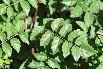 close up of leaves of Melia azedarach (Bead tree or Indian lilac)