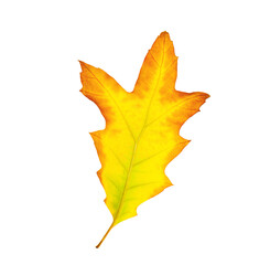 One beautiful autumn leaf isolated on white