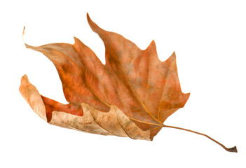 One dry maple leaf isolated on white. Autumn season