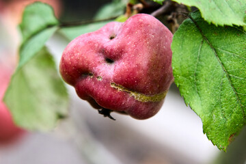 Close-up of a red apple growing on a tree branch, surrounded by vibrant green leaves, capturing the raw beauty and imperfections of orchard-grown organic produce.