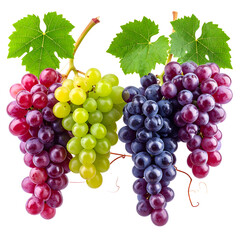 Fototapeta premium Clusters of diverse grapes in purple, green, and blue hues with leaves. Isolated on black