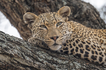 Leopard portrait lying down