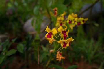 Stunning orchids in full bloom take center stage at the Kuala Lumpur Botanical Garden, showcasing vibrant colors, intricate details, and natural elegance in a lush tropical setting.