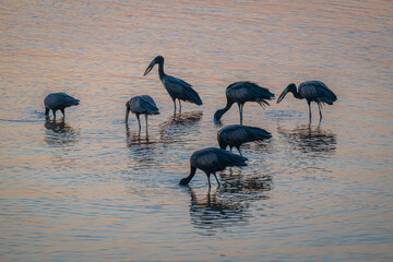 Open Billed Storks feeding in a river at dusk South Africa