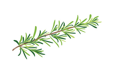 Green Rosemary Herb Branch Isolated on White Background for Botanical Illustration, Nature