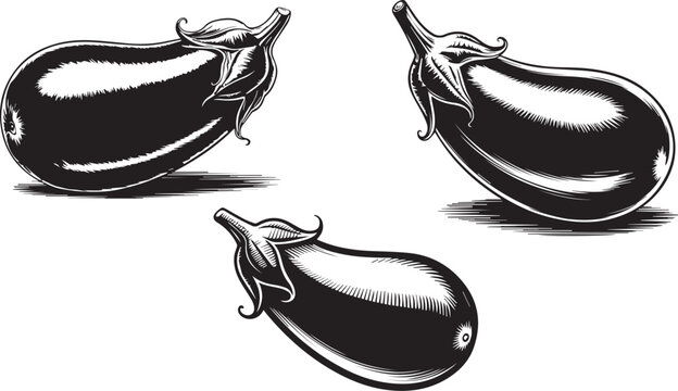  Illustration of a brinjal