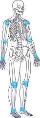 A skeletal system with highlighted joints depicted in a full body diagram on a white background view