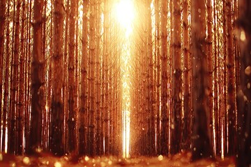 Forest path with sunlight, brown tree trunks, and glowing specks