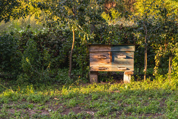Beekeeping hive surrounded by green plants in a rural setting during sunset