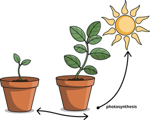Plant growth process illustration with sunlight and photosynthesis, educational biology diagram, green leaf development in pot, science learning concept vector