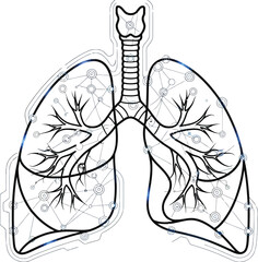 Illustration of human lungs and trachea connected by a network on a white background art concept