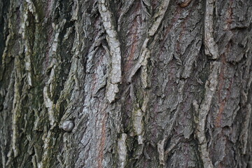 Fototapeta premium Close-up view of the rough and textured tree bark