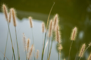 Delicate wild grasses with soft fluffy seed heads in natural setting