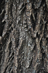Close-up view of the rough texture of tree bark