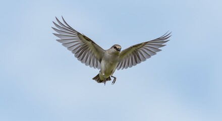 Obraz premium Bird in Flight Elegant Small Bird Flying with Outstretched Wings Against Clear Blue Sky