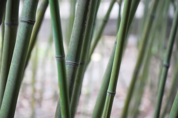 Fototapeta premium Close-up view of green bamboo stems in a natural setting