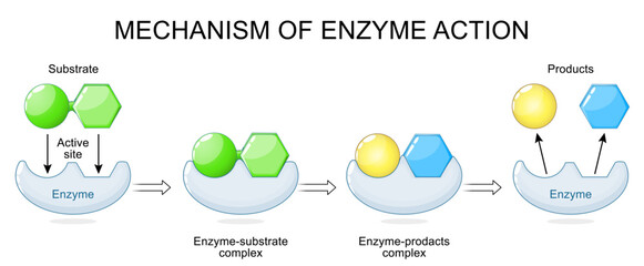 Mechanism of enzyme action. Enzyme with Active site, Substrate, Products.