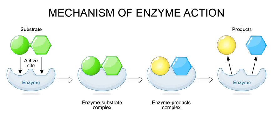 Mechanism of enzyme action. Enzyme with Active site, Substrate, Products.
