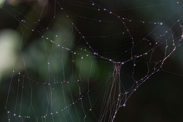 Naklejka premium 秋の森 蜘蛛の巣に付いた雫が輝く01