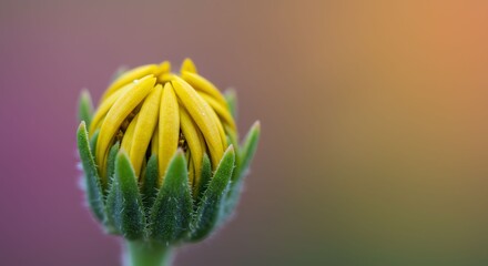 Close Up Yellow Flower Bud with Green Fuzzy Leaves on Soft Blurred Background