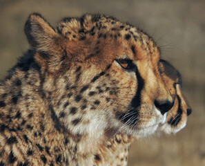 portrait of a cheetah