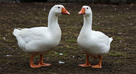 Pair of White Geese Standing on Ground in Outdoor Farm Setting