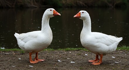Pair of White Geese Standing by Water on Natural Bank