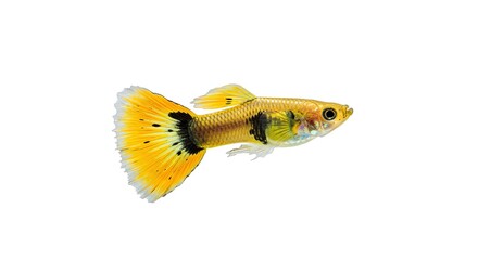 Colorful Guppy Fish with Bright Orange and Black Patterning in White Background
