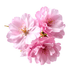 Close-up of delicate pink blossoms, arranged on thin stems, against a stark black background