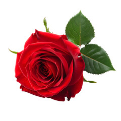 A vibrant red rose, fully bloomed, features detailed petals and two green leaves