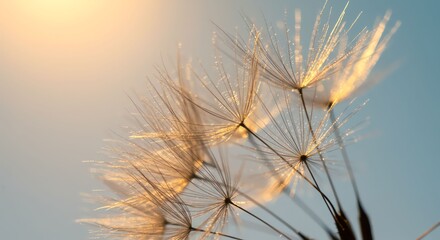 Fototapeta premium Close Up of Dandelion Seeds in Soft Sunlight with Blue Sky Background