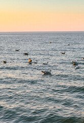 seagulls on the sea
