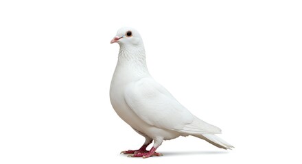 Obraz premium White Pigeon Standing Isolated on White Background