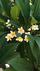 tropical flower of tropical plant