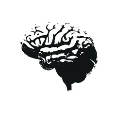 A special depiction of the human brain, detailed brain drawing, black and white brain drawing, artistic brain depiction, classical art, anatomical design. Old art illustration vector